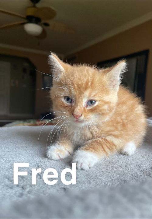 C159 litter Fred