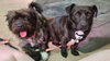 Calvin (Bonded to Hobbs)