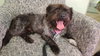 Calvin (Bonded to Hobbs)