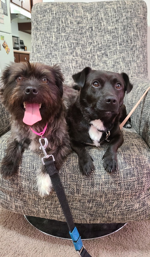 Calvin (Bonded to Hobbs)