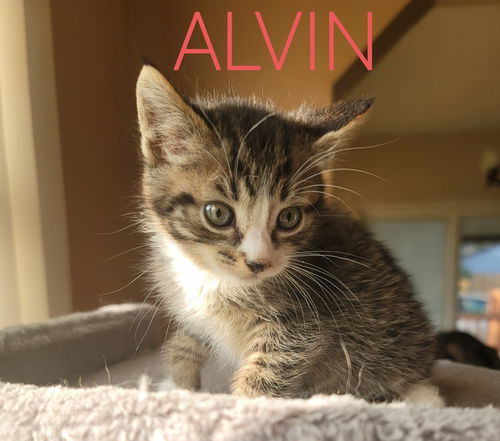 C163 litter Alvin