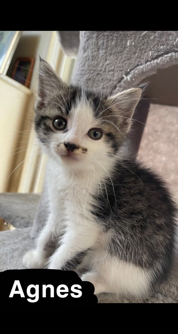C163 litter Agnes, photo 7