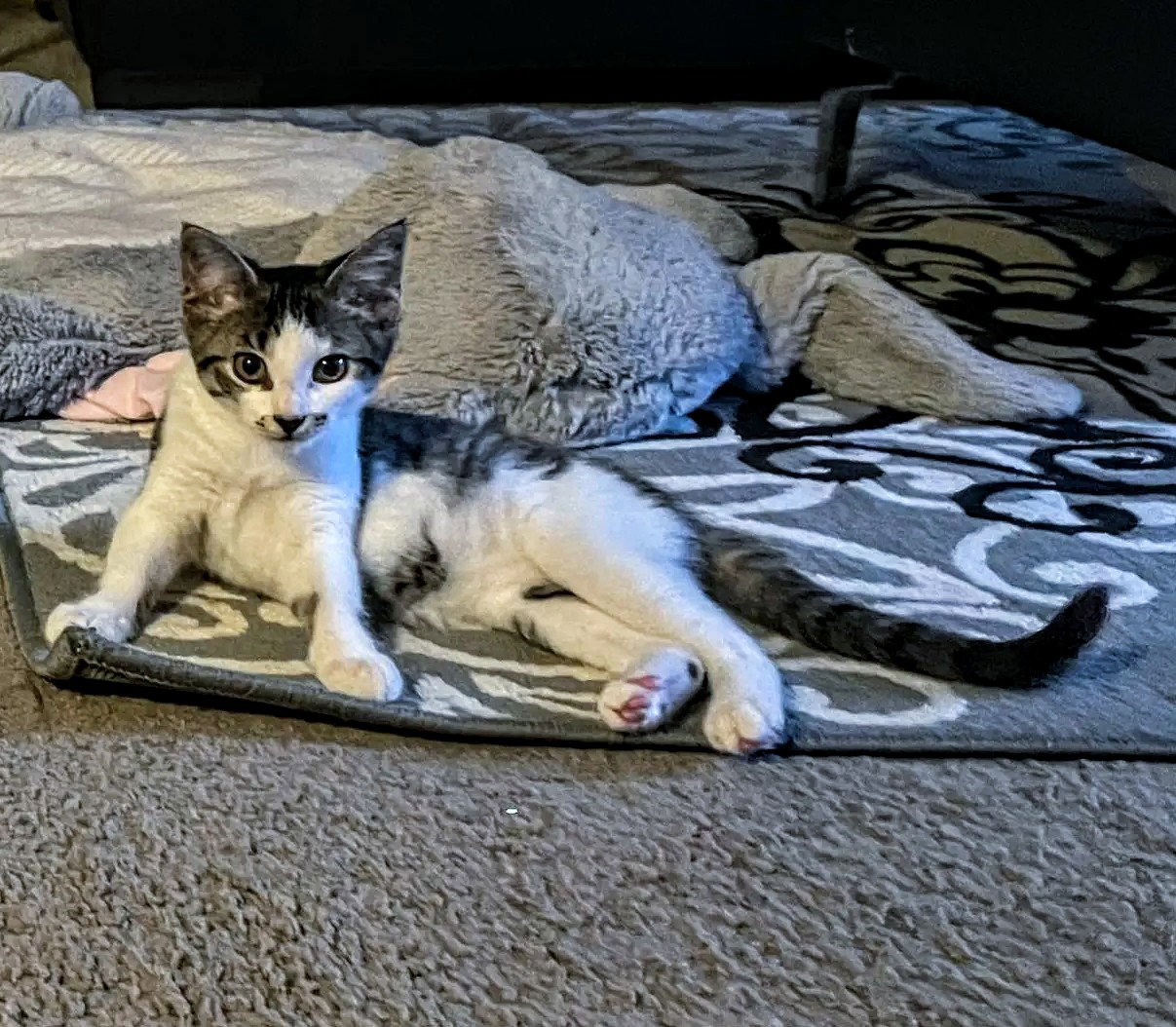 C163 litter Agnes, photo 6