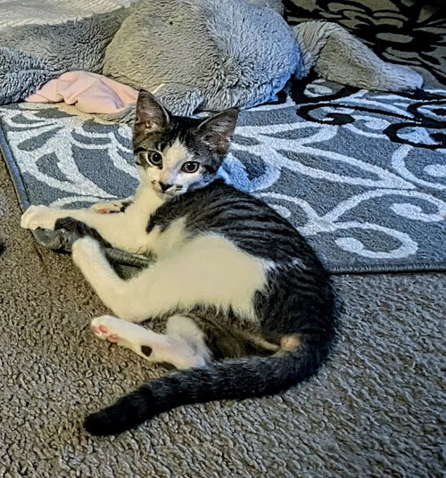 Photo 5 of C163 litter Agnes