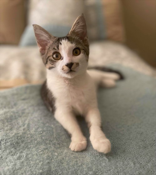 C163 litter Agnes, a cat for adoption from Happy Days Dog and Cat Rescue