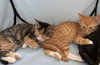 C174 litter Ruby