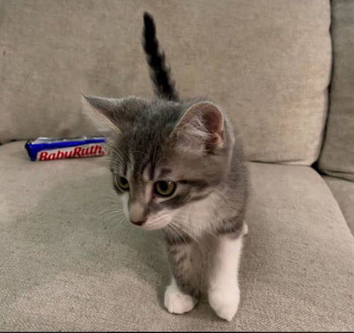 C175 litter Baby Ruth