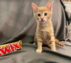 C175 litter Twix