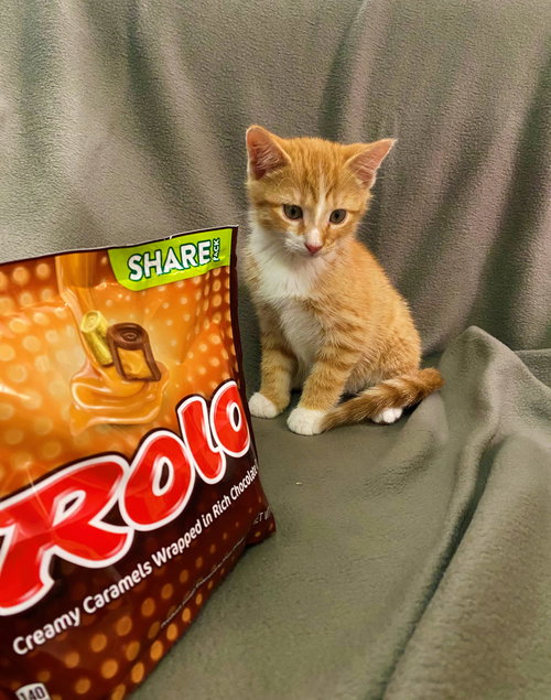 C175 litter Rolo