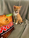 C175 litter Rolo