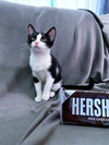 C175 litter Hershey