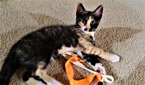 C176 litter Persephone