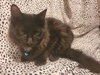 C178 litter Oliver-ADOPTED
