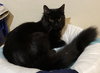C178 litter Oliver-ADOPTED