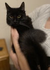 C178 litter Oliver-ADOPTED