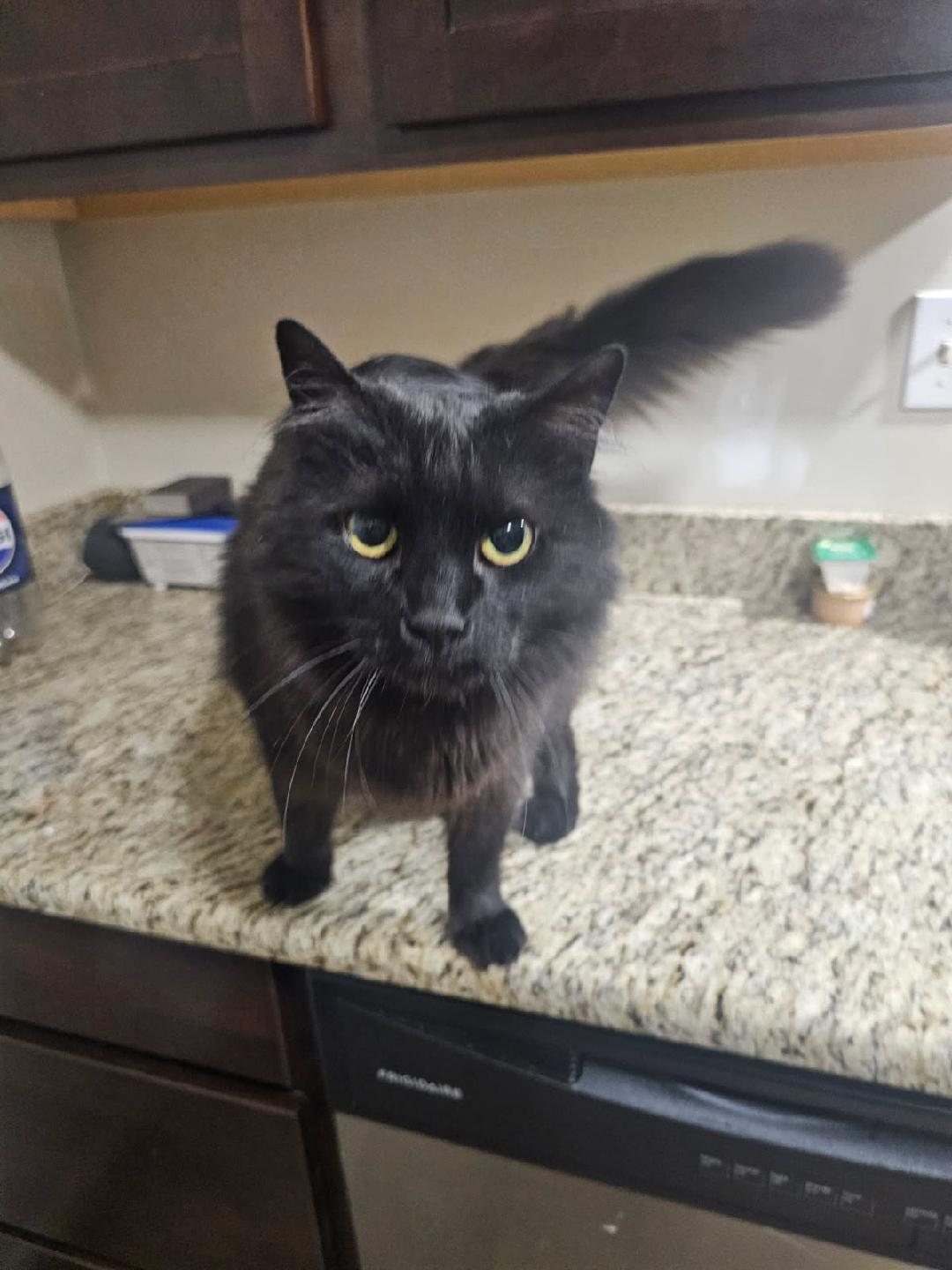 Panther, photo 8
