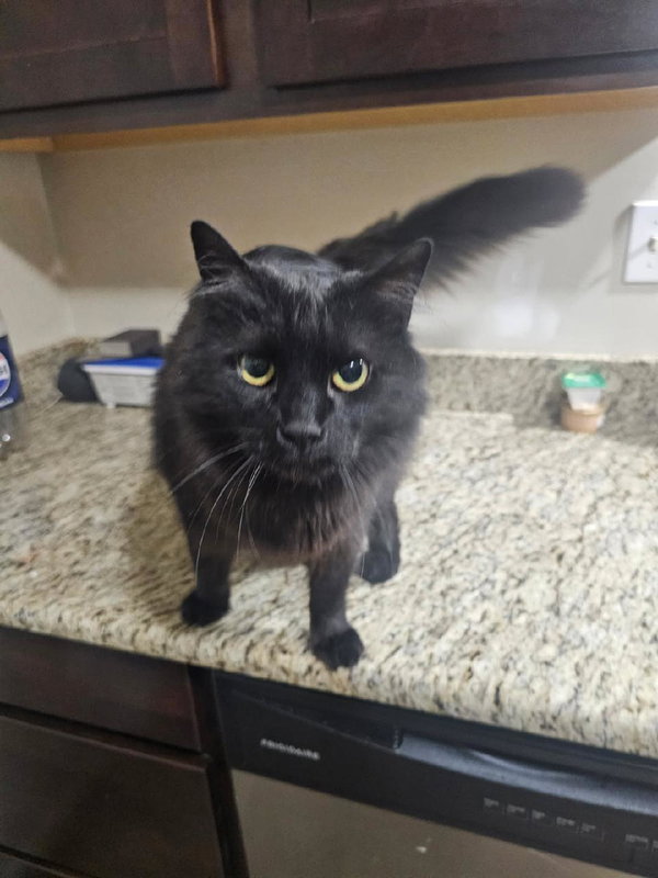 Panther [bonded with Mooshi]