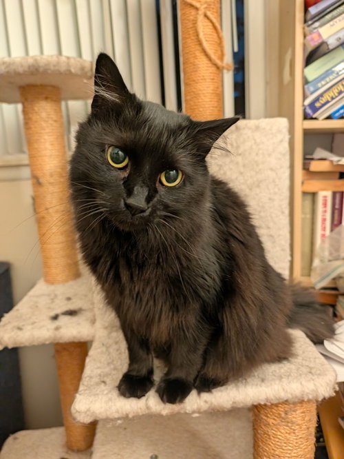 Panther, a cat for adoption from Happy Days Dog and Cat Rescue