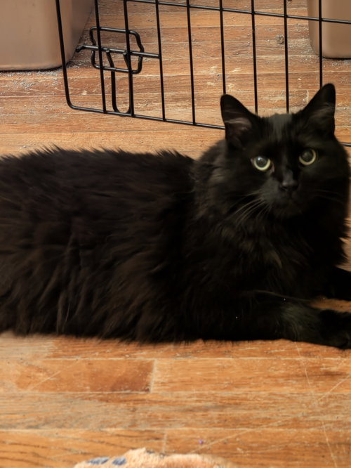 Photo 2 of Panther