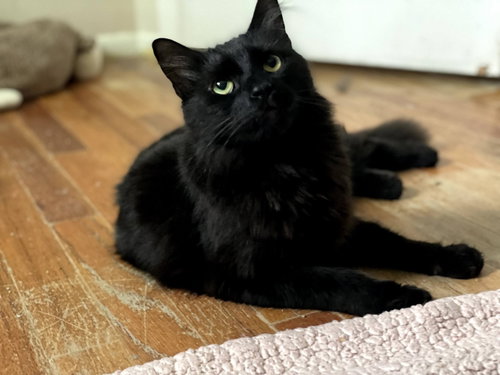 Photo 6 of Panther