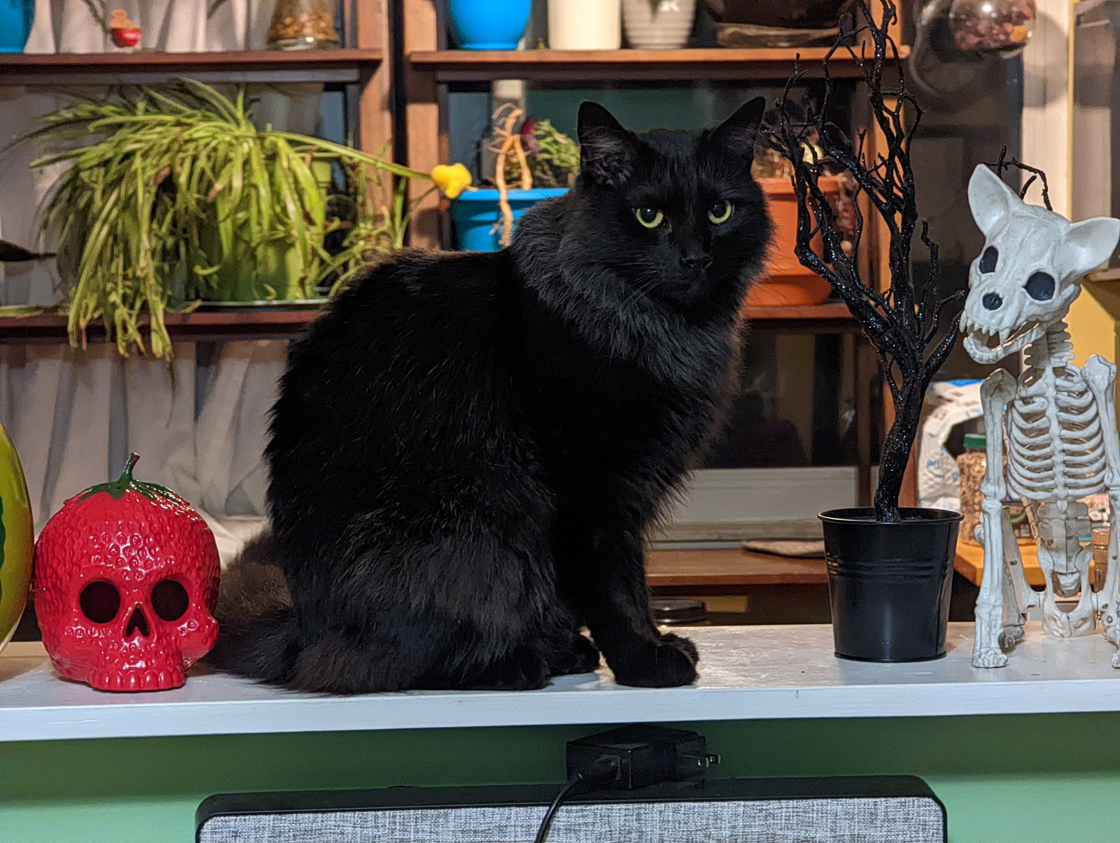 Panther, photo 4