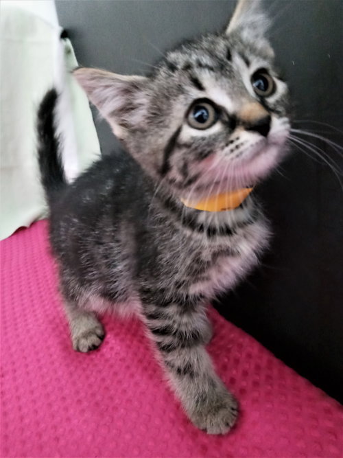 C179 litter Poppy