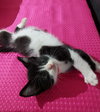 C181 litter Tucker