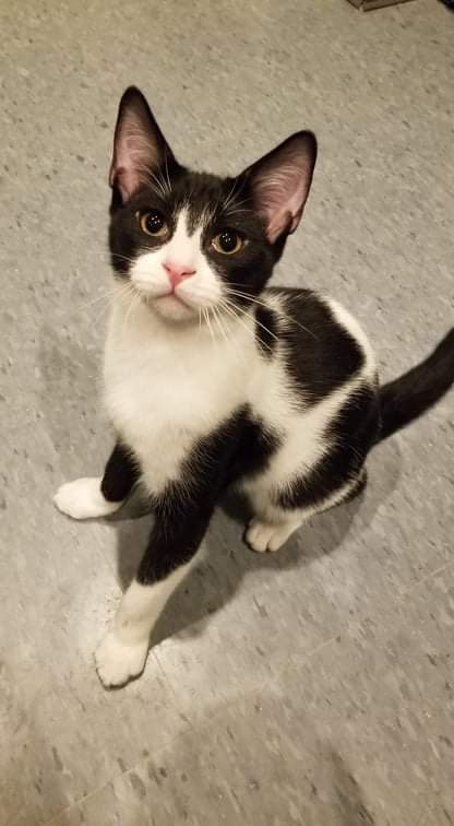 C181 litter Tucker