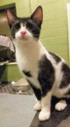 C181 litter Tucker