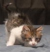 C186 litter Milo