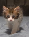 C186 litter Milo