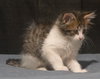 C186 litter Milo