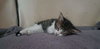 C186 litter Milo
