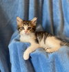 C186 litter Milo