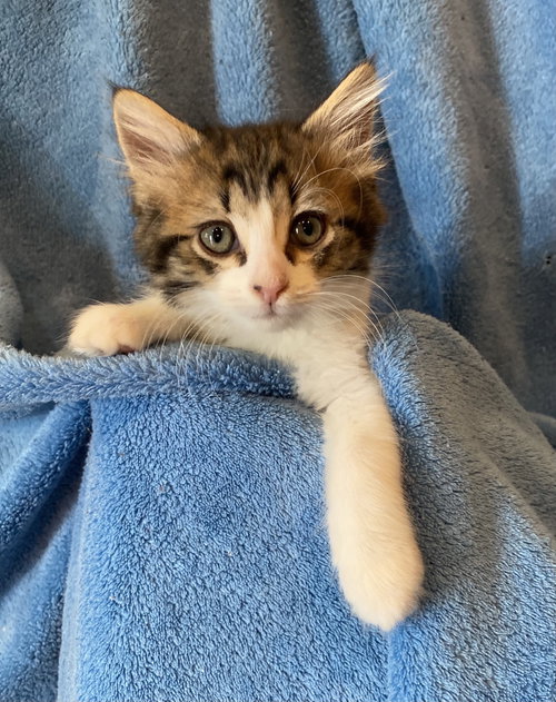 C186 litter Milo