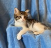 C186 litter Milo