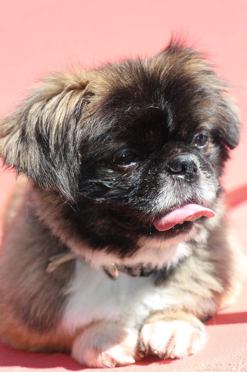 Buster aka Lil Man