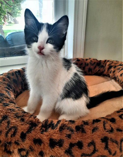 C188 litter Mochi