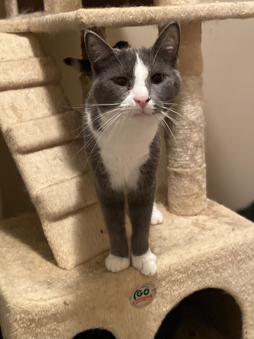 MISS CLIO - Domestic Short Hair available for adoption