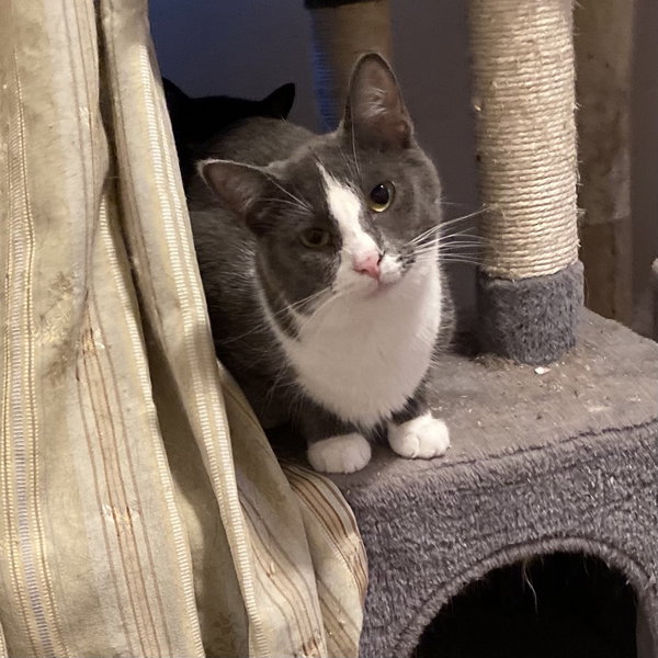Miss Clio