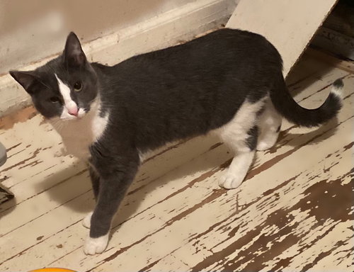 MISS CLIO - Domestic Short Hair for adoption in Ann Arbor