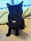 C192 Litter Tippy Toes