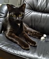 C192 Litter Tippy Toes