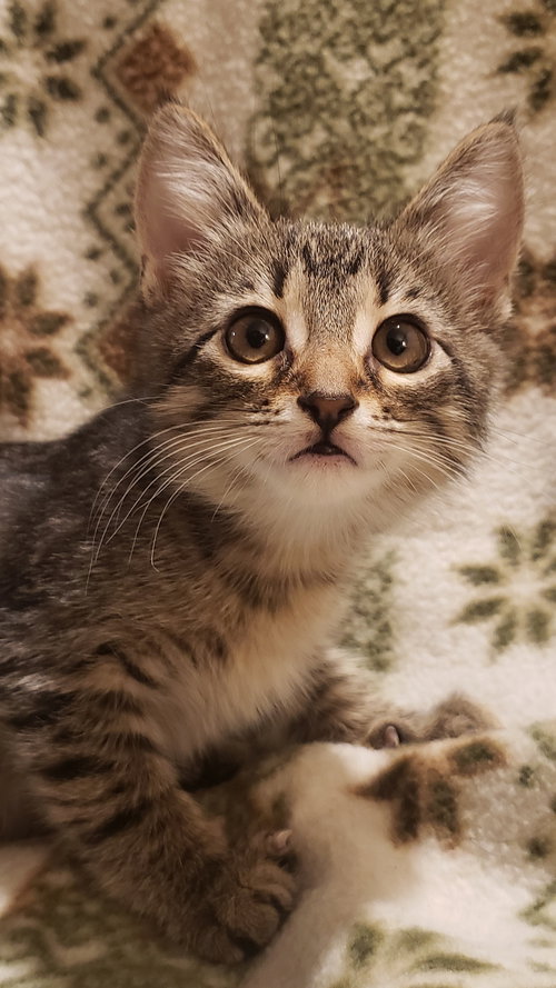 C194 litter Pinto