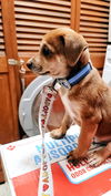 D83 Litter Echo