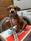 D83 Litter Echo