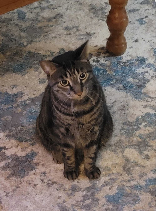 Photo 5 of C224 brothers Ollie