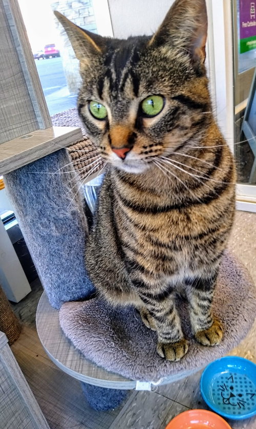 Eve, a cat for adoption from Happy Days Dog and Cat Rescue