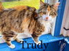 Trudy