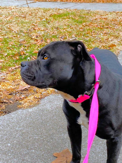 DAVEY - American Pit Bull Terrier available for adoption